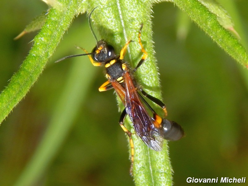 Hymenoptera del Parco del Ticino